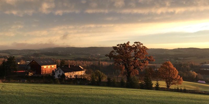 Bøler gård med Bølereika, antatt å være 1000 år gammel, i Nittedal Foto Shutterstock