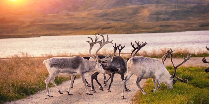 NORILCO Finnmark Foto Shutterstock